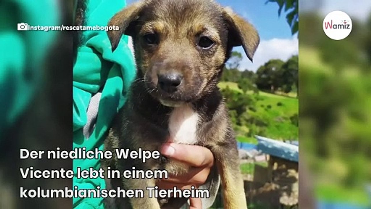 Welpe macht sich für neue Familie schick und wird Opfer von Ghosting