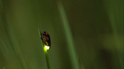Descubren por qué brillan las luciérnagas
