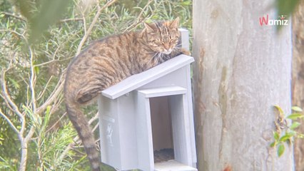 Installa su un albero una casetta per i gufi ma è qualcun altro che ne approfitta