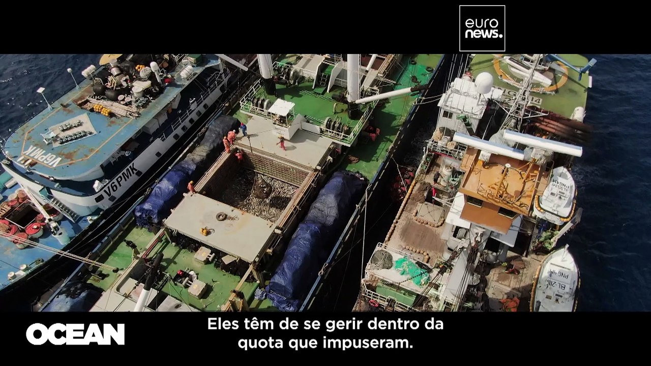 Alterações climáticas ameaçam populações de atum do Pacífico