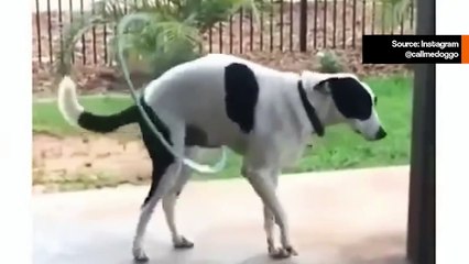 Tämä video koirasta leikkimässä hulavanteella on hauskin asia, jonka tulet näkemään tänään