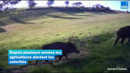 Sangliers en Seine-Maritime : une invasion qui détruit 500 hectares de cultures 🐗