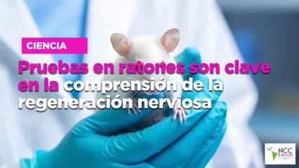 Pruebas en ratones son clave en la comprensión de la regeneración nerviosa
