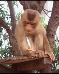 Smoking Monkey funny video