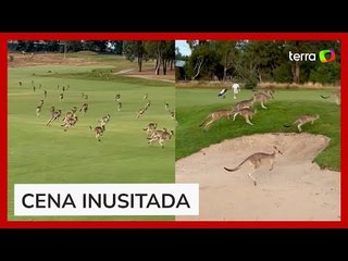 Cangurus invadem campo de golfe e interrompem partida na Austrália