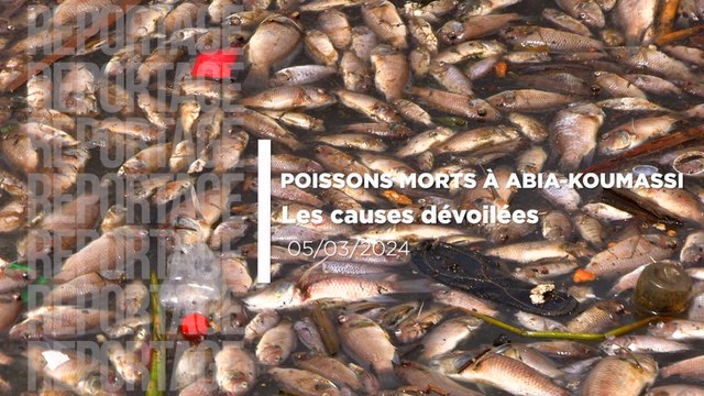 Poissons morts à Abia-Koumassi : les causes dévoilées