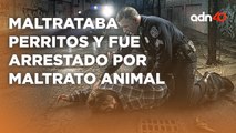 Rescatan a 13 perros que eran maltratados