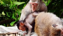 Tiny Monika Build Relationship With Mama Monkeys (720p_25fps_H264-192kbit_AAC)