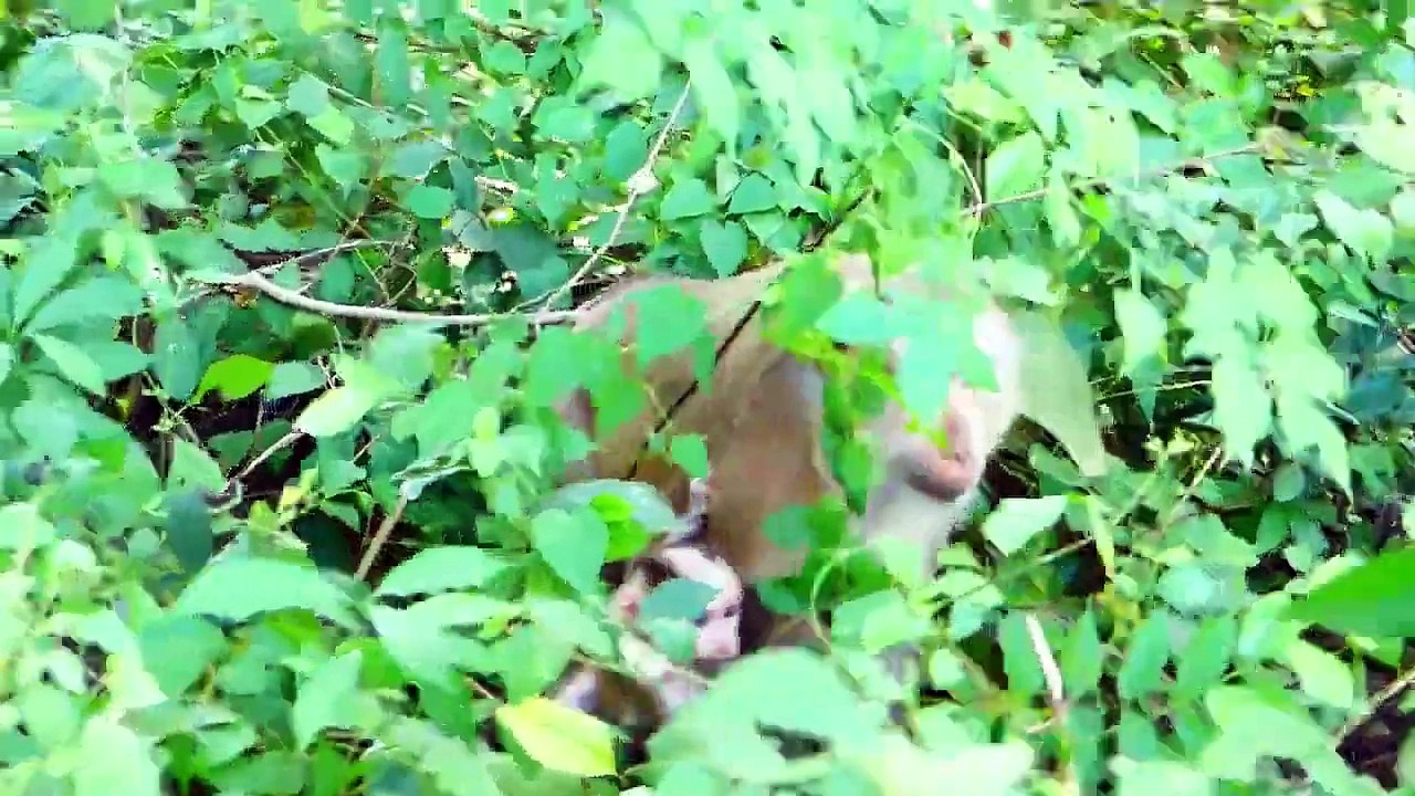Tiny ROCKSTAR Baby Starts Interested In Around Environment (720p_25fps_H264-192kbit_AAC)