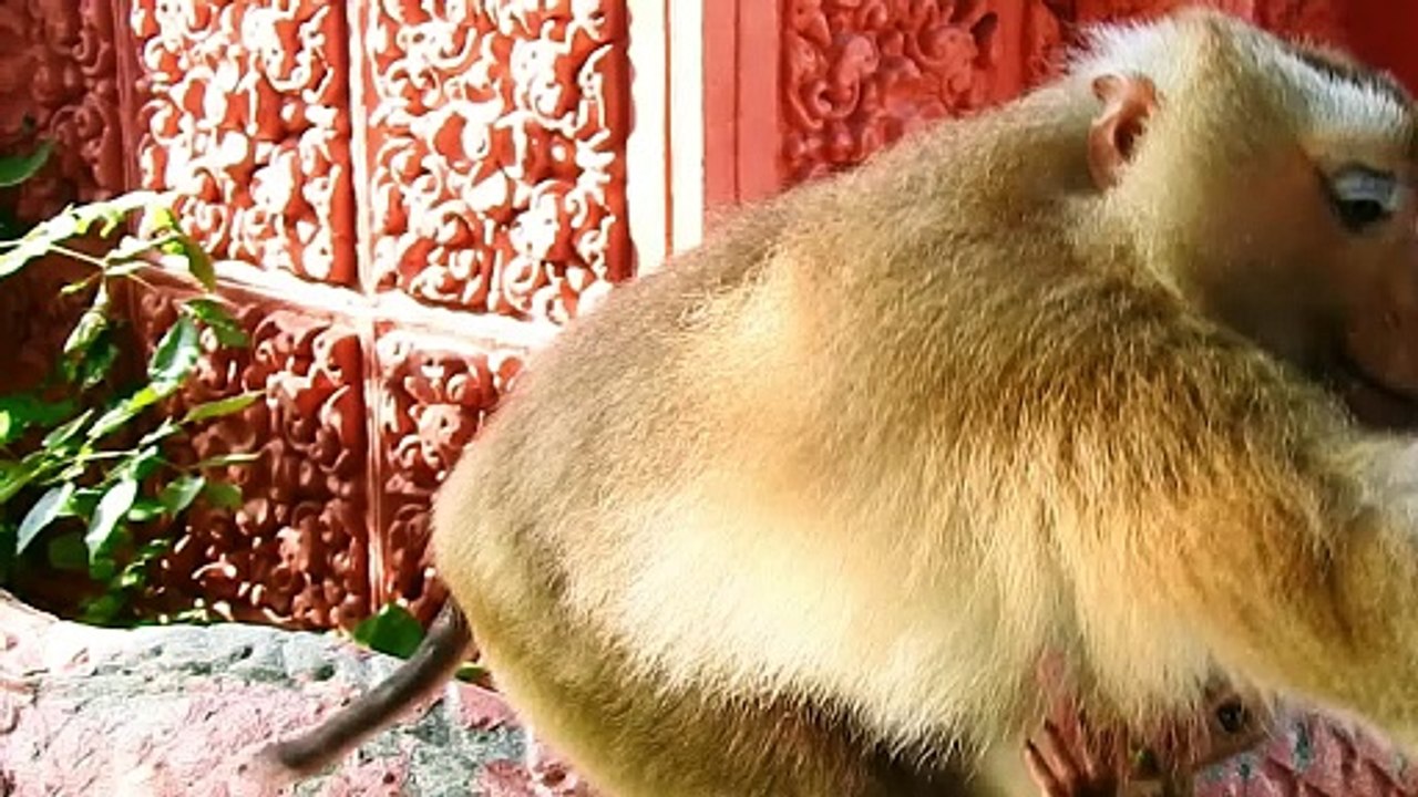 Tiny Sacky Monkey Take Fruit From Sasha Mom's Mouth That Given By Human (720p_25fps_H264-192kbit_AAC)