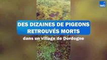 Une hécatombe de pigeons dans un village de Dordogne