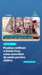 Pruebas ratifican a Santa Cruz como zona libre de peste porcina clásica