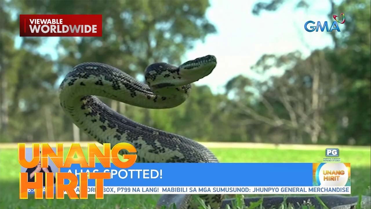 Ano ang dapat gawin kapag nakakita ng ahas? | Unang Hirit