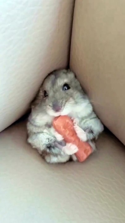 Tiny food lover! 