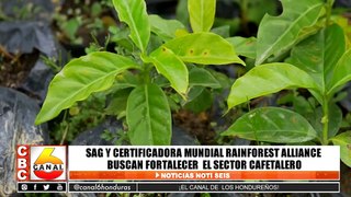 SAG y certificadora mundial Rainforest Alliance buscan fortalecer el sector cafetalero