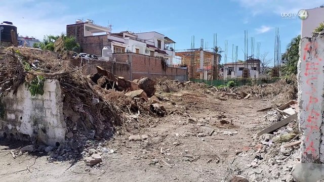 Derribo de una parota, en colonia Versalles, ha causado indignación entre la población vallartense
