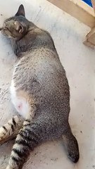 alaga namin buntis na