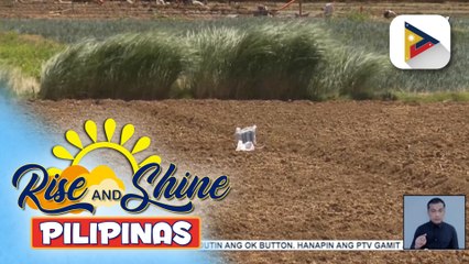 Download Video: D.A., tiwalang magiging masigla ang produksyon ng palay sa gitna ng #ElNiñoPH