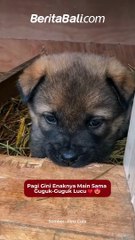 Pagi Gini Enaknya Main Sama Guguk-Guguk Lucu❤️