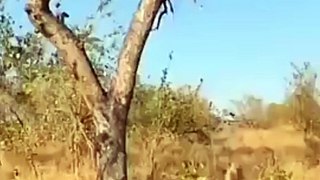 Bibtya Leopard Vs Lion And Wolf Fight