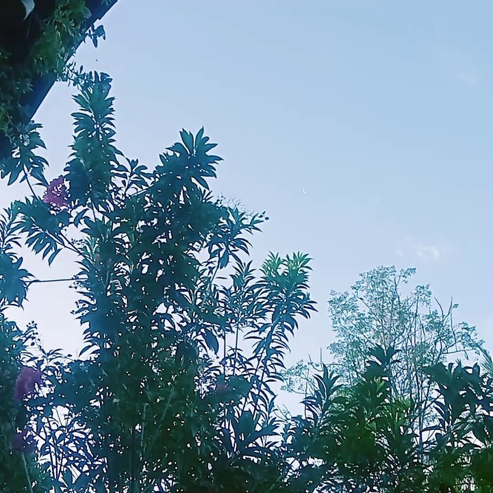 MORNING VIEW