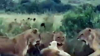 LIONESSES FIGHTING MALE LION