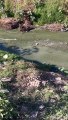 Localizaron el cadáver de un hombre dentro de un canal  de aguas negras en Tonalá