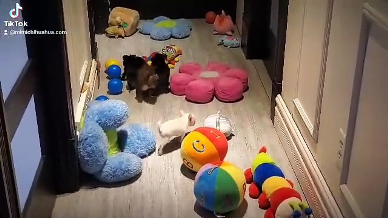 #Chihuahua