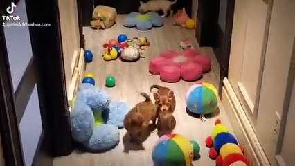 #Chihuahua chiots mini disponible