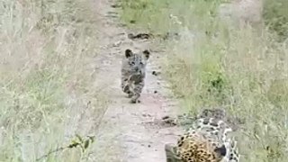Leopard Cub Calls For Mother