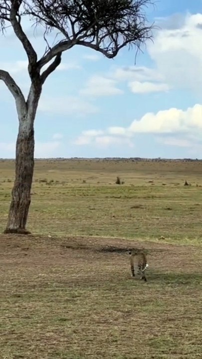 Leopard Climbs Up The Tree