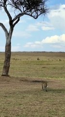 Leopard Climbs Up The Tree