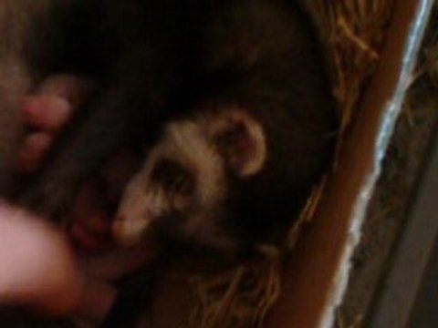 zelda et ses bébés (agés de 13h environ)