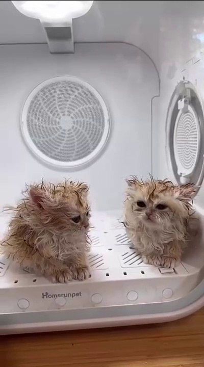 a cat dryer LOL