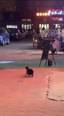 A cat who loves snow