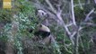 YUAN MENG - Pandas : Doux Géants à secourir