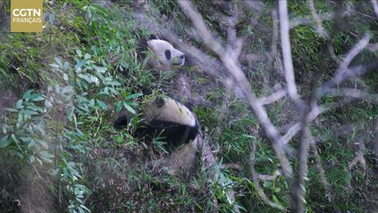 YUAN MENG - Pandas : Doux Géants à secourir