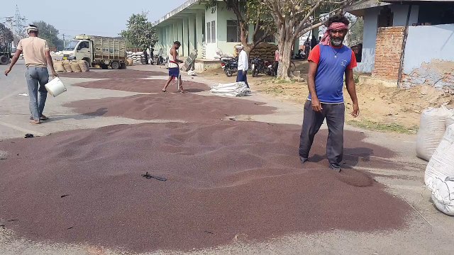 बारिश से थमी फसल की कटाई, मंडी में मंद हुई सरसों की आवक