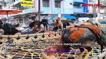 Stok Terbatas, Harga Daging Ayam di Padangsidimpuan, Sumatera Utara Melonjak