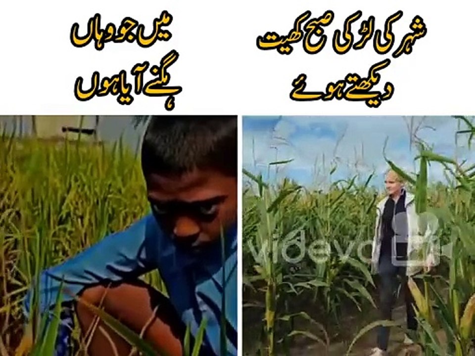 Funny vidio 