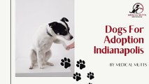 Dogs for Adoption Indianapolis | Medical Mutts
