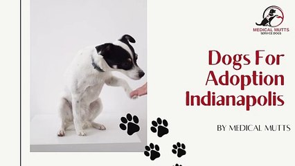 Dogs for Adoption Indianapolis | Medical Mutts