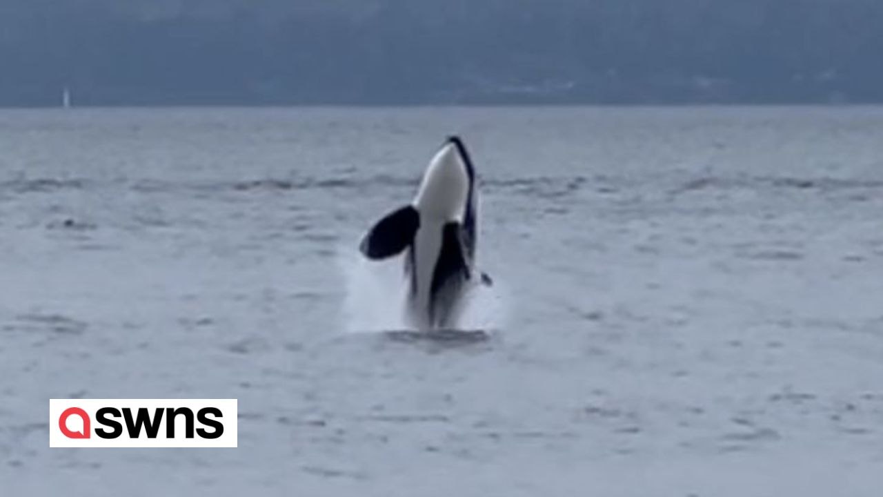Orca-Schwarm springt meterweit vom Strand aus dem Wasser