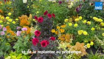 Roland Motte, jardinier : le dahlia, une palette de formes et de couleurs au jardin