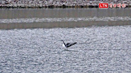北極稀客來台！首次在南投鳥嘴潭現蹤紅喉潛鳥 🐦