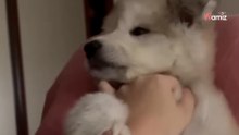 Viento Gris, uno de los cachorros salvados del incendio, busca nueva oportunidad