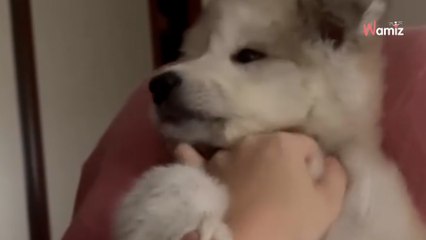 Viento Gris, uno de los cachorros salvados del incendio, busca nueva oportunidad