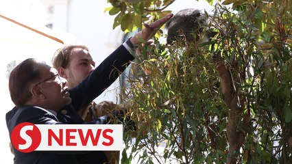 ASEAN leaders get up close with koalas at retreat in Melbourne