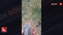 Ankara'da okula giden çocuklara sokak köpekleri saldırdı