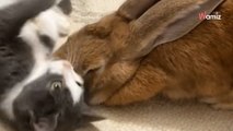 Video. Coniglietta salvata da una vita d'inferno trova la sua missione accanto ad animali in difficoltà